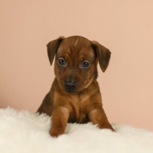 Bertolucci Miniature Pinscher