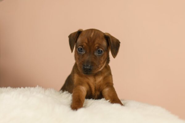 Bertolucci Miniature Pinscher