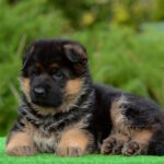Betty-female-Germa-shepherd-puppy-for-sale-1 (1)
