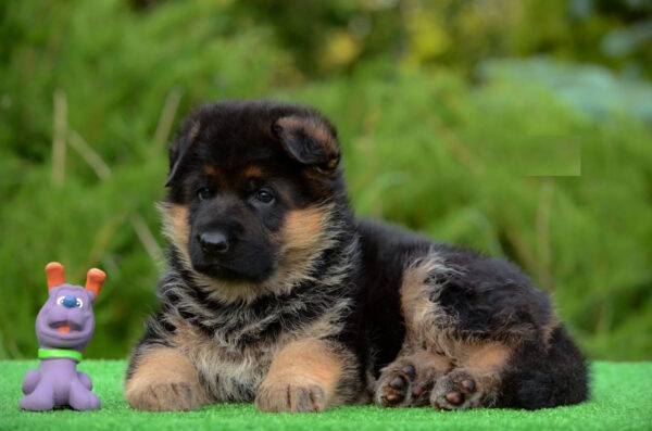 Betty German Shepherd Betty German Shepherd