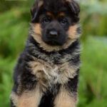 Betty-female-Germa-shepherd-puppy-for-sale-1 (2)