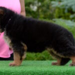 Betty-female-Germa-shepherd-puppy-for-sale-1 (3)