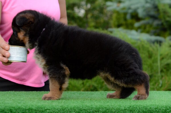 Betty German Shepherd Betty German Shepherd