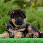 Betty-female-Germa-shepherd-puppy-for-sale-1 (4)