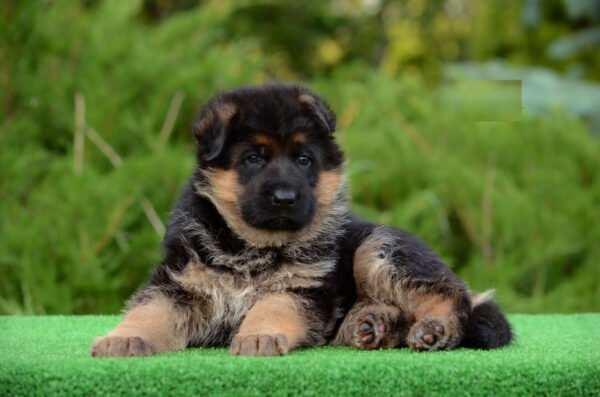 Betty German Shepherd Betty German Shepherd