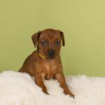 Botticelli-male-Miniature-pinscher-puppy-for-sale-2
