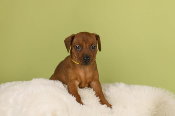 Botticelli Miniature Pinscher