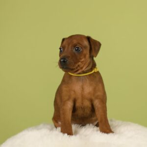 Botticelli Miniature Pinscher