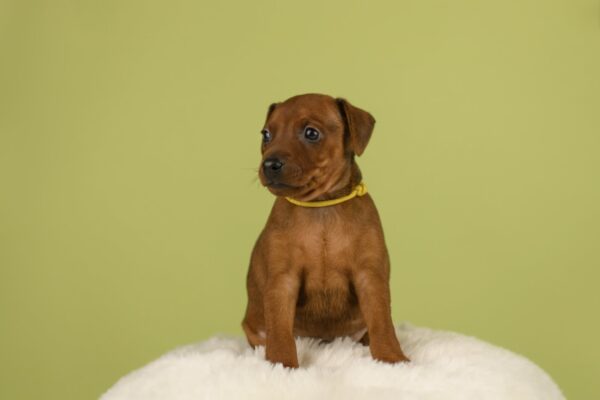 Botticelli Miniature Pinscher