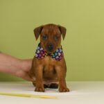 Botticelli-male-Miniature-pinscher-puppy-for-sale-4