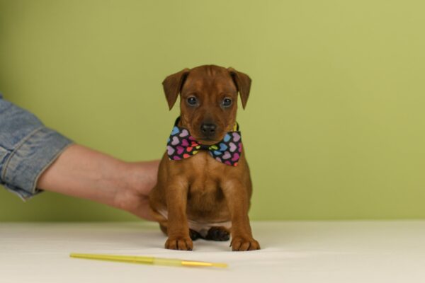 Botticelli Miniature Pinscher