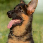 Brita-female-German-shepherd-puppy-for-sale-1 (1)
