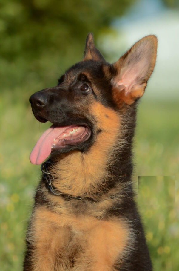 Brita German Shepherd Brita German Shepherd