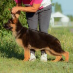 Brita-female-German-shepherd-puppy-for-sale-1 (2)