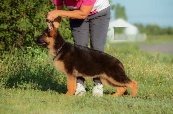 Brita German Shepherd Brita German Shepherd