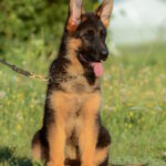 Brita-female-German-shepherd-puppy-for-sale-1 (3)