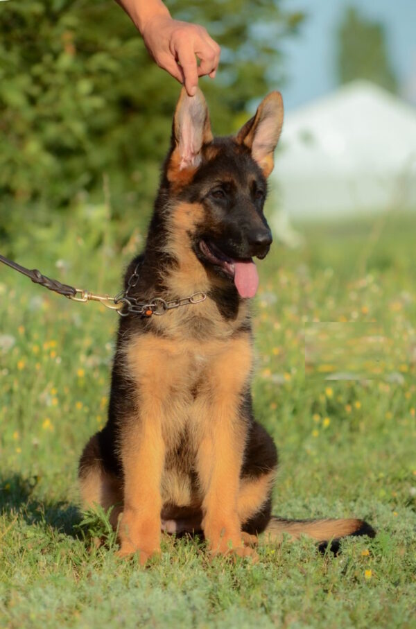 Brita German Shepherd Brita German Shepherd