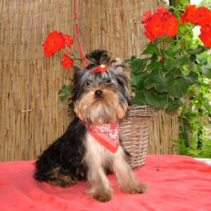 Buffalo Yorkshire Terrier Buffalo Yorkshire Terrier