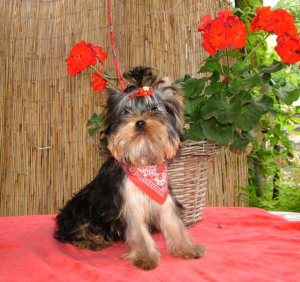 Buffalo Yorkshire Terrier