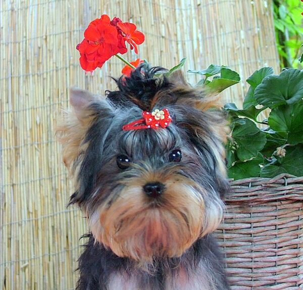Buffalo Yorkshire Terrier