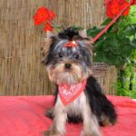 Buffalo-male-yorkshire-terrier-puppy-for-sale- (3)