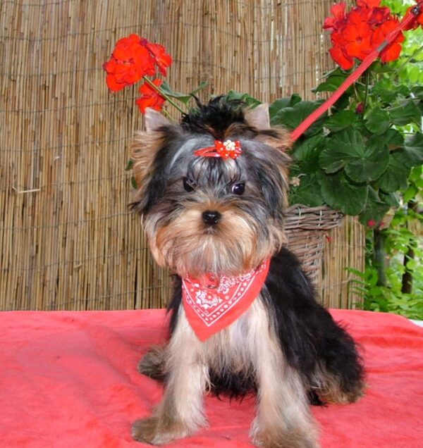 Buffalo Yorkshire Terrier
