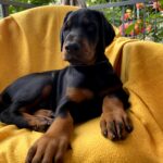 Diva-female-dobermann-puppy-for-sale-1