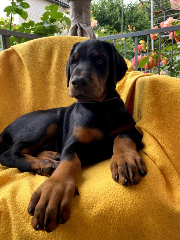 Diva Dobermann Diva Dobermann