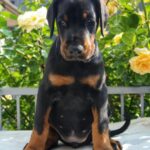 Diva-female-dobermann-puppy-for-sale-2
