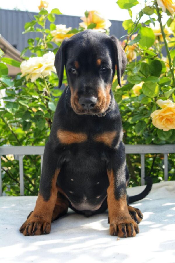 Diva Dobermann Diva Dobermann