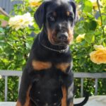 Diva-female-dobermann-puppy-for-sale-3