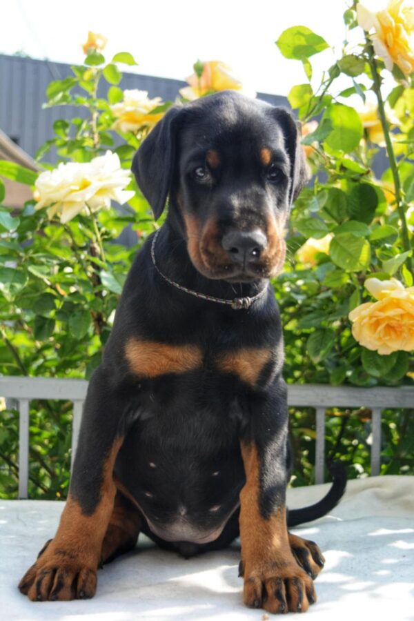 Diva Dobermann Diva Dobermann