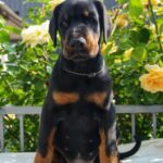 Diva-female-dobermann-puppy-for-sale-4