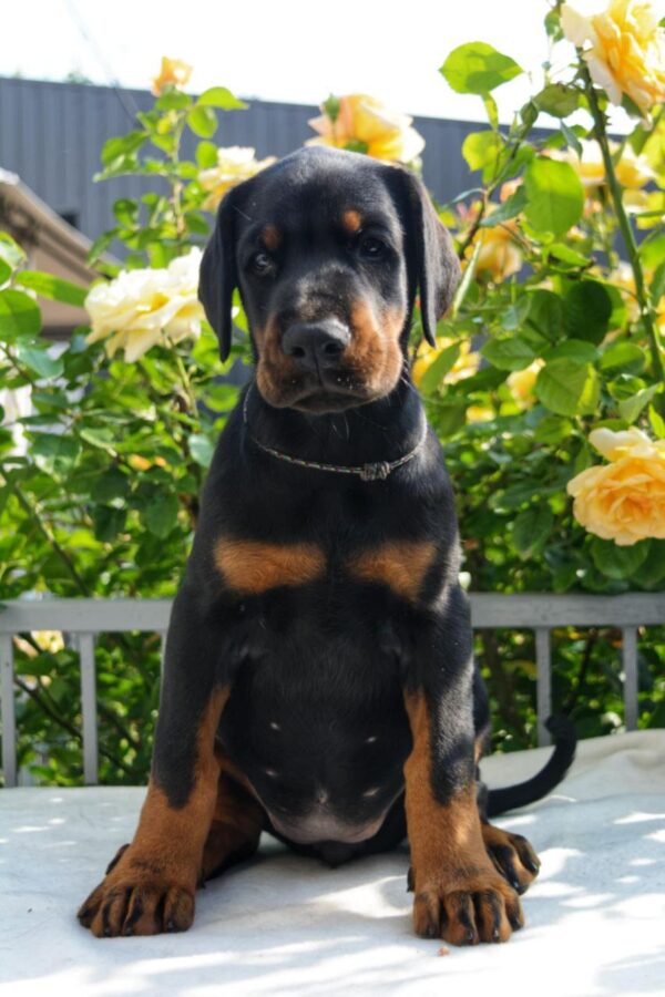 Diva Dobermann Diva Dobermann