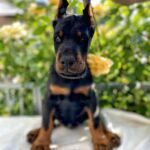 Diva-female-dobermann-puppy-for-sale-5