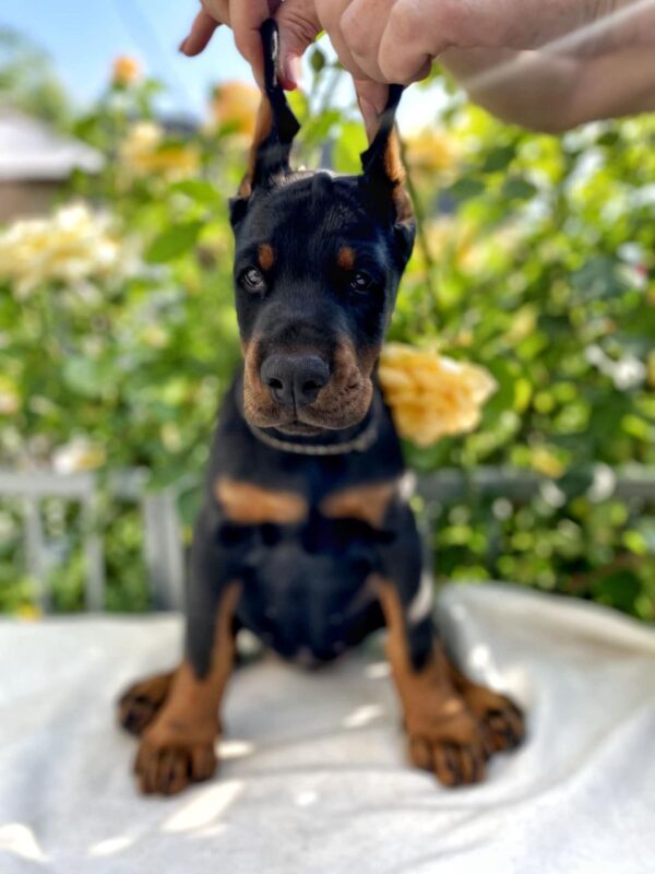 Diva Dobermann Diva Dobermann