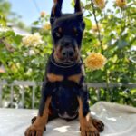 Diva-female-dobermann-puppy-for-sale-6