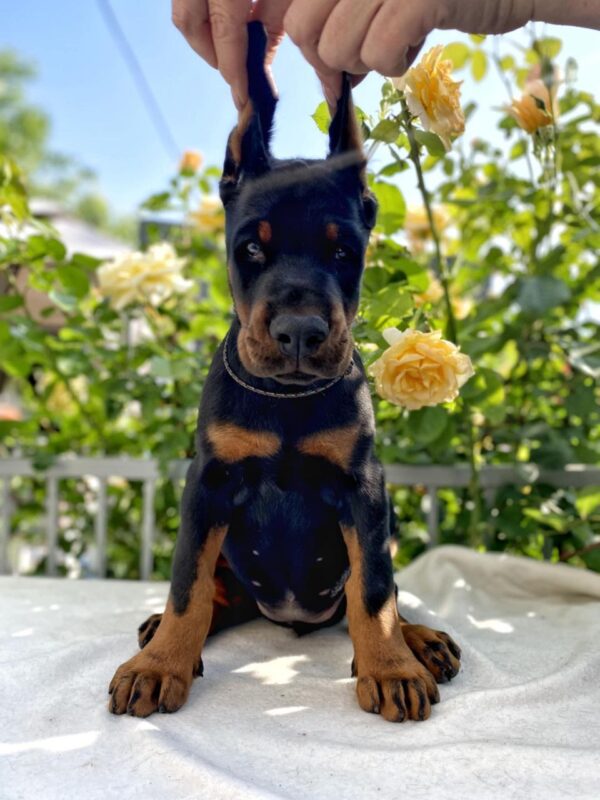 Diva Dobermann Diva Dobermann