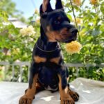 Diva-female-dobermann-puppy-for-sale-7