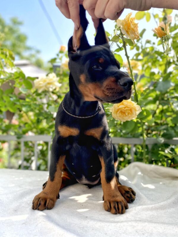 Diva Dobermann Diva Dobermann