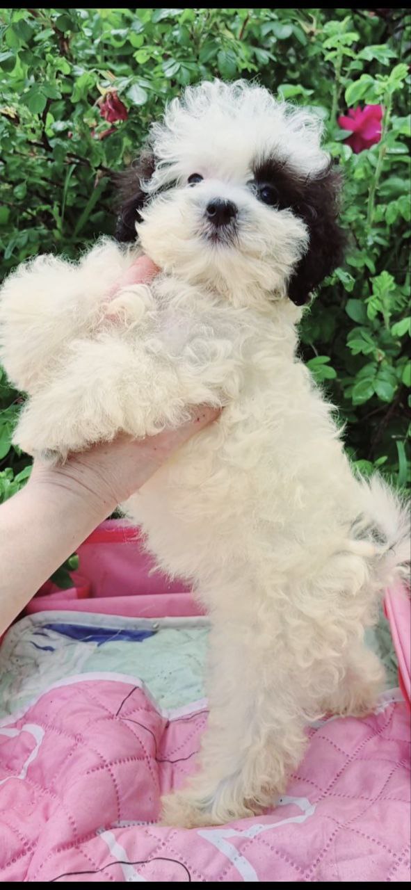Domino Maltipoo