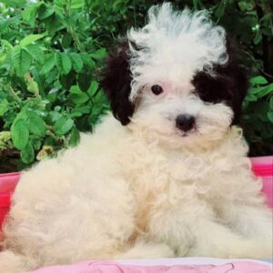 Domino Maltipoo