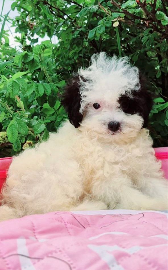 Domino Maltipoo