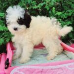 Domino-male-Maltipoo-puppy-for-sale-3