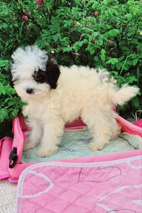 Domino Maltipoo
