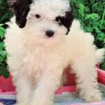 Domino-male-Maltipoo-puppy-for-sale-4