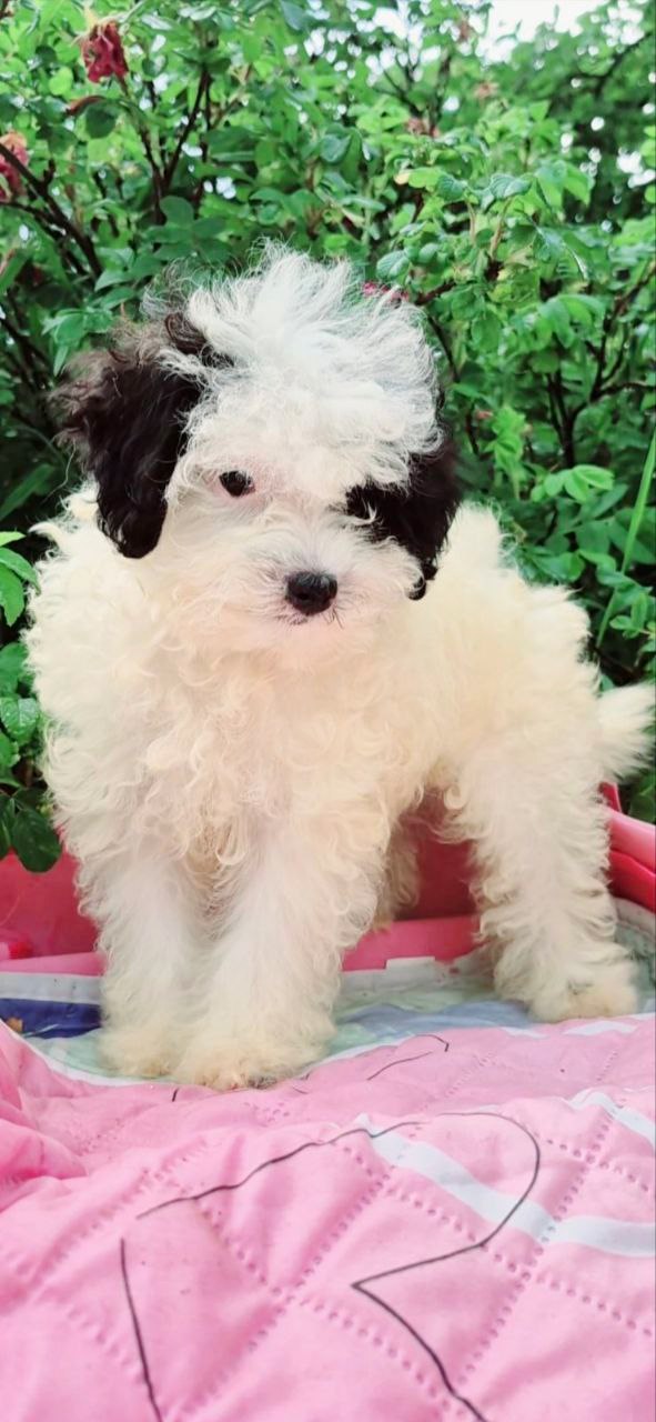 Domino Maltipoo