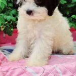 Domino-male-Maltipoo-puppy-for-sale-5