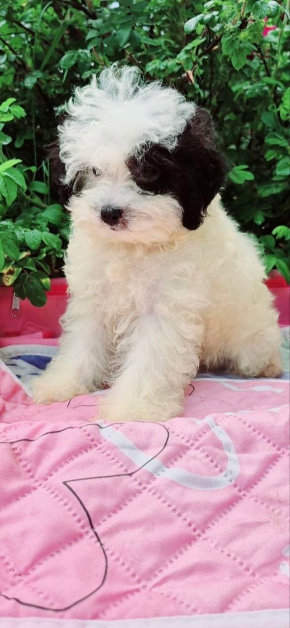 Domino Maltipoo