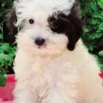 Domino-male-Maltipoo-puppy-for-sale-6